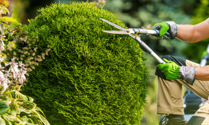 tree trimming service