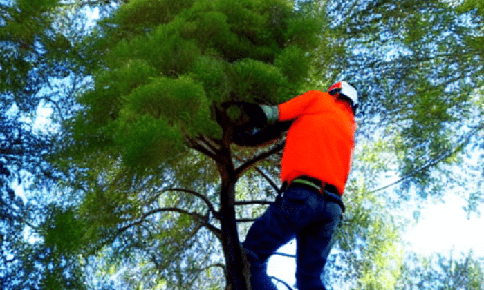 tree trimming