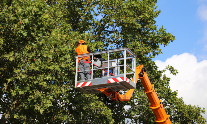 Efficient and safe tree cutting services