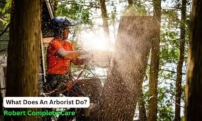 what is an arborist