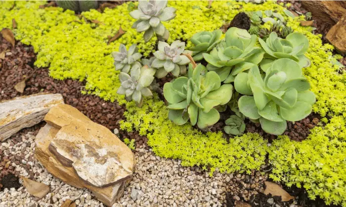 Front Yard Succulent Garden Landscape Ideas