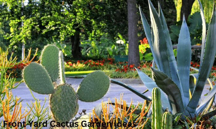 Front Yard Cactus Garden Ideas and Inspiration