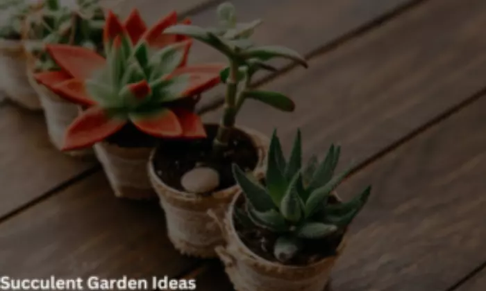 succulent garden ideas