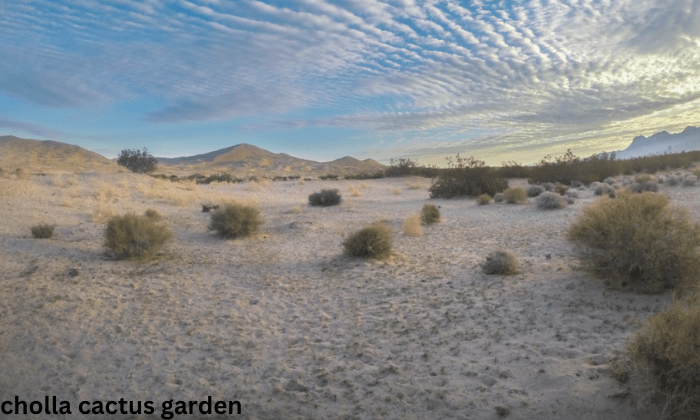 Cholla Cactus Garden: Nature’s Masterpiece in the Desert