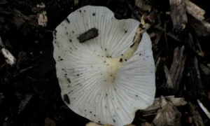 Mulch White Fungus