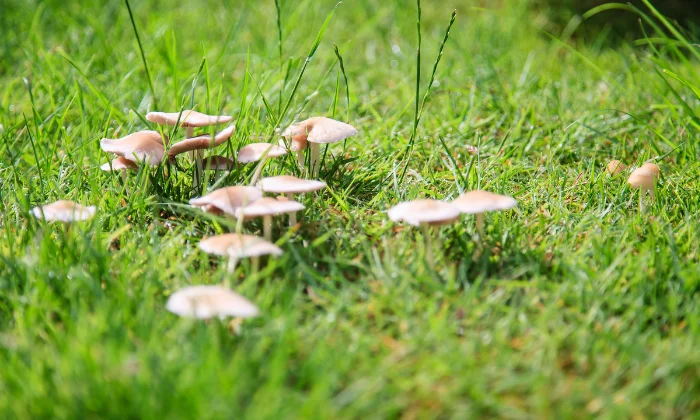 how to kill mushrooms in lawn