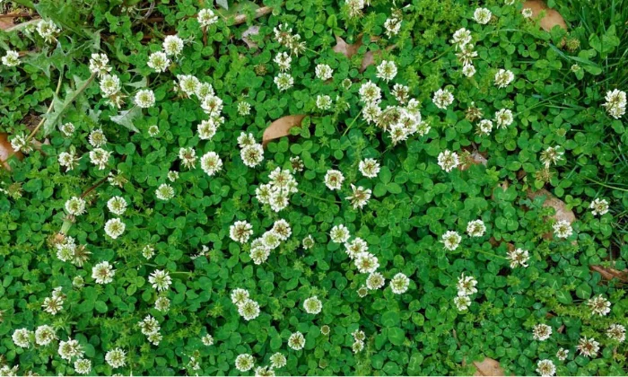 how to plant clover in existing lawn