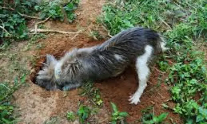 how to stop animals from digging holes in mulch