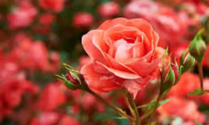 is mulch good for roses