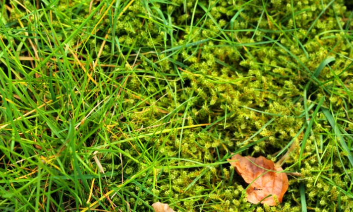 what causes moss in lawn