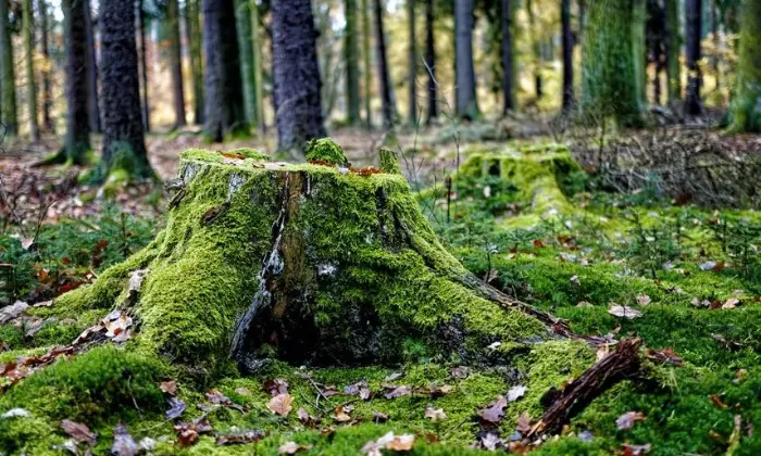 Expert Tips for Tree Stump Removal
