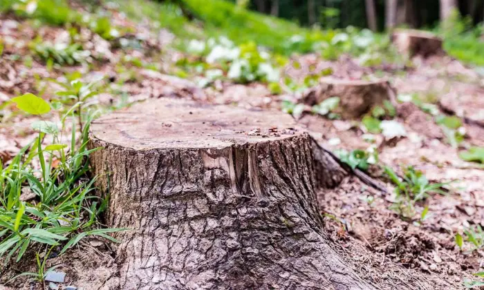 Methods of Stump Removal