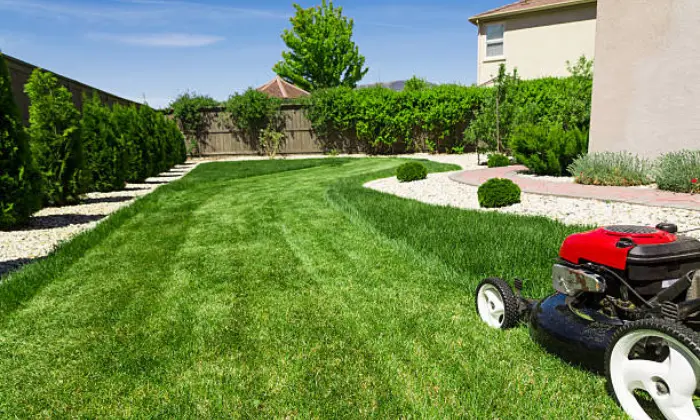 Transforming Your Lawn with Robert's Complete Care