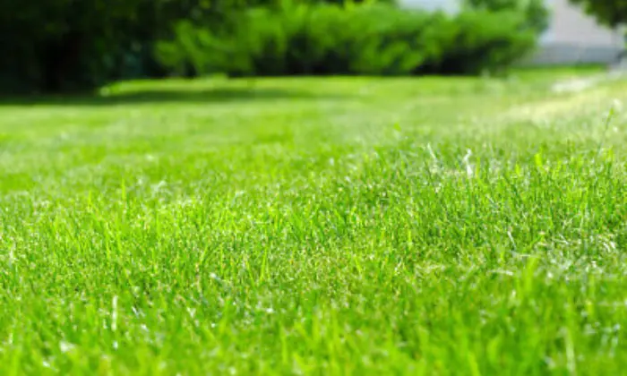 What Is The Best Grass Seed For New Hampshire Lawns