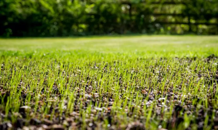 Best Grass Seed |Say Goodbye to Patchy Lawns