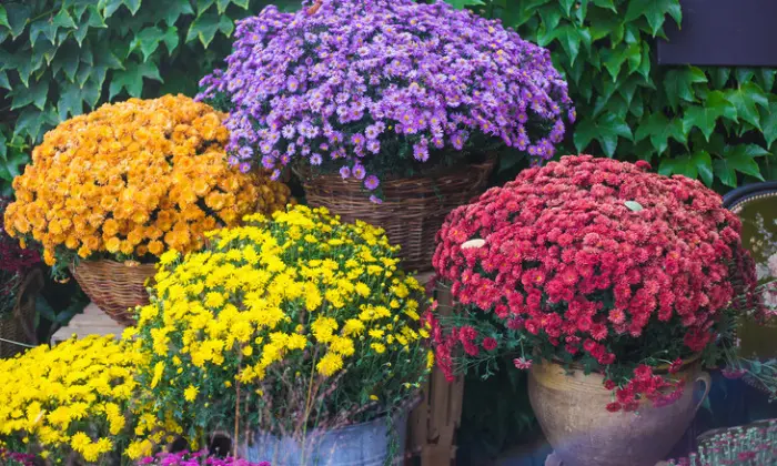 how to care for mums in pots indoors