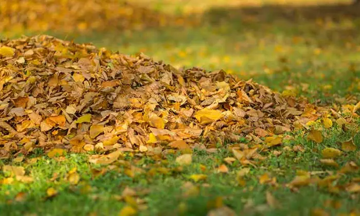 how to store mulch leaves