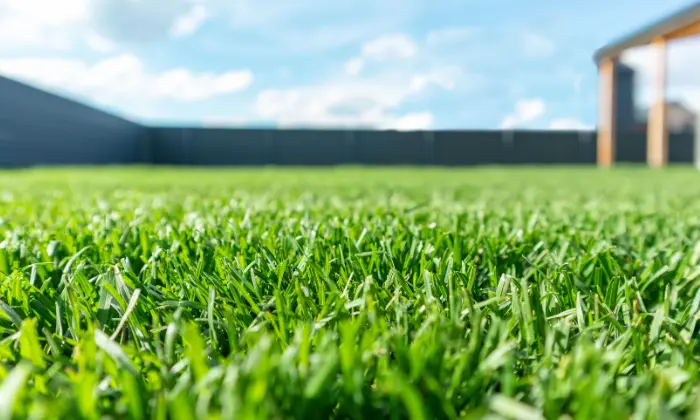 Best Grass For Hot Weather