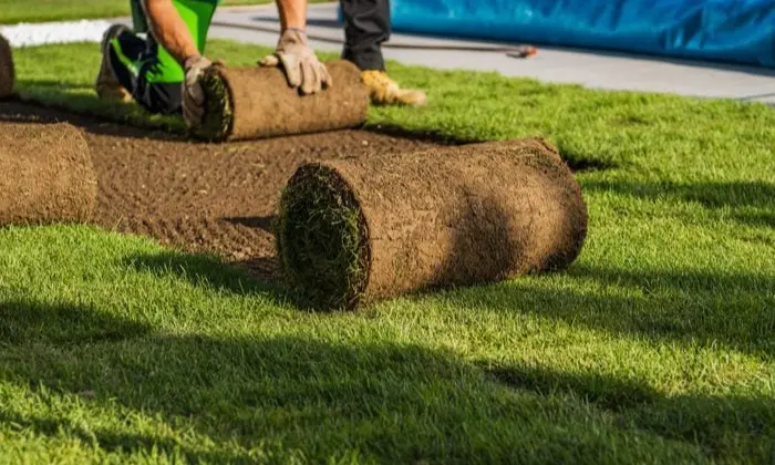 When to Mow New Sod