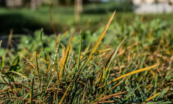 Best Lawn Fungus Treatment for Optimal Grass