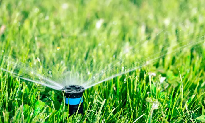 Best Time to Water Lawn in California