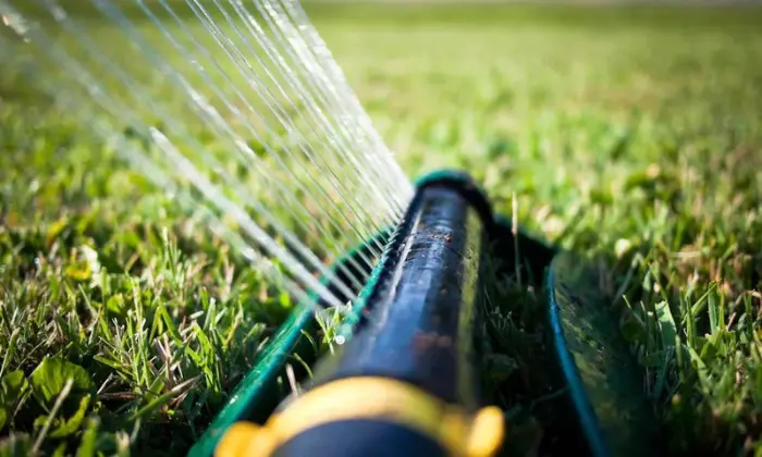 How Late Afternoon Watering Affects Grass