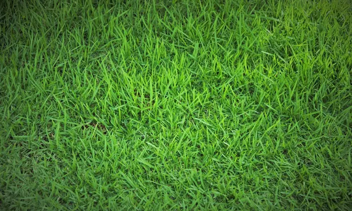 How to Care Newly transplanting Grass