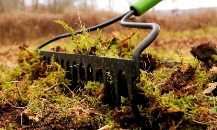 How to Get Rid of Moss in Your Lawn