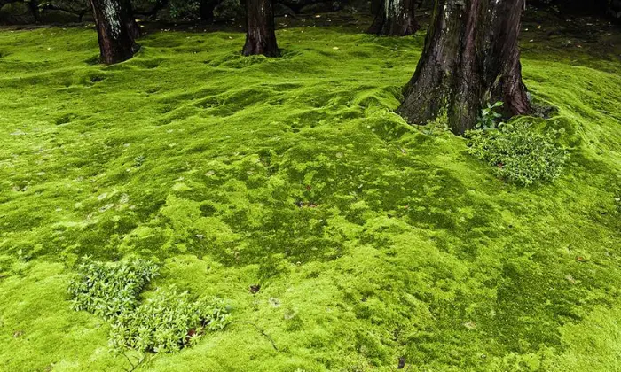 How to Get Rid of Moss in your Lawn Naturally