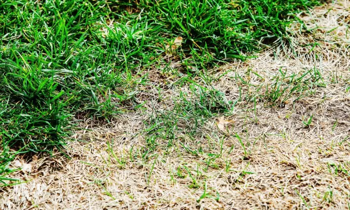 How to Treat Lawn Fungus Naturally