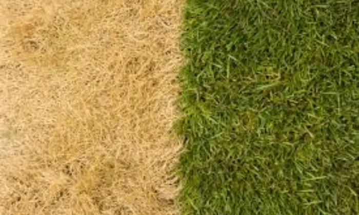 Understanding Grass Fertilization