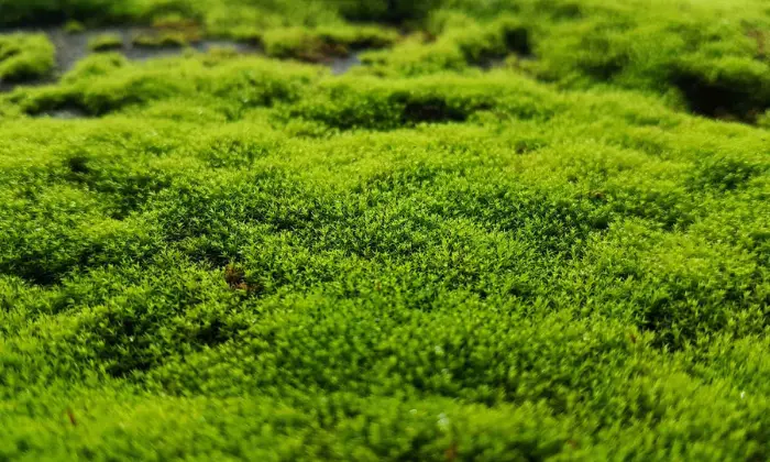 Why Moss Grows in Lawns