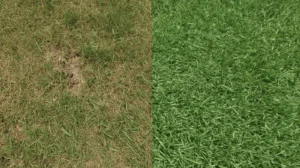 Side-by-side comparison of natural grass and artificial turf