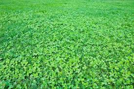 How Do I Get Rid Of Clover In Grass?