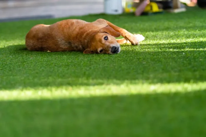 Is Artificial Turf Good for Dogs