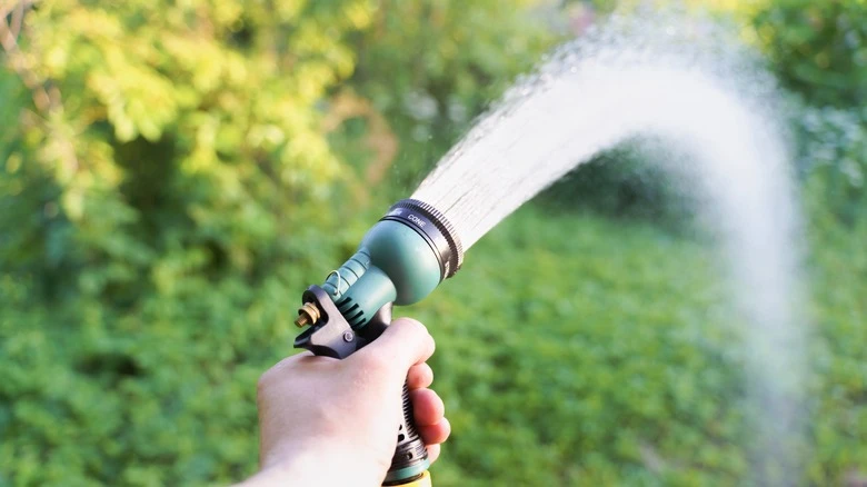 When Is the Best Time to Water Your Lawn? Expert Tips
