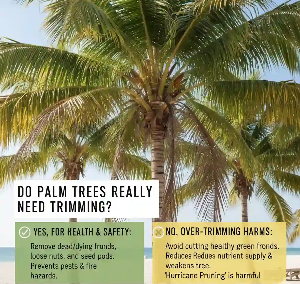 Palm trees by beach with tips explaining how to trim a palm tree and when pruning is necessary