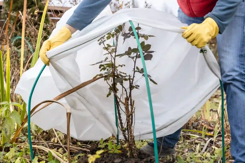 Covering a young plant with frost cloth to show how to protect your plants from frost in winter