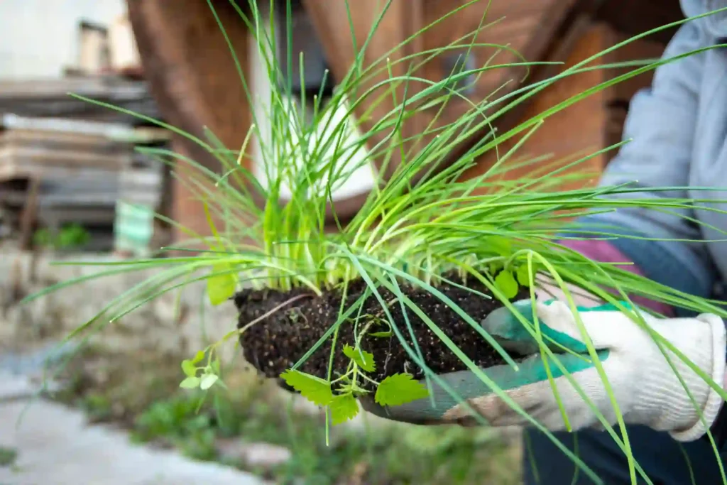 How to divide ornamental grasses by separating the root ball during garden planting and transplanting