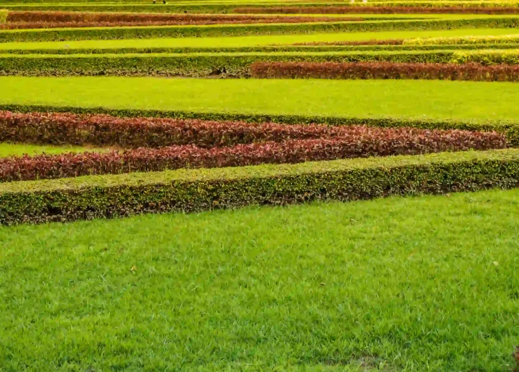 Layered green lawn with trimmed hedges showing healthy turf growth and how to overseed grass lawn