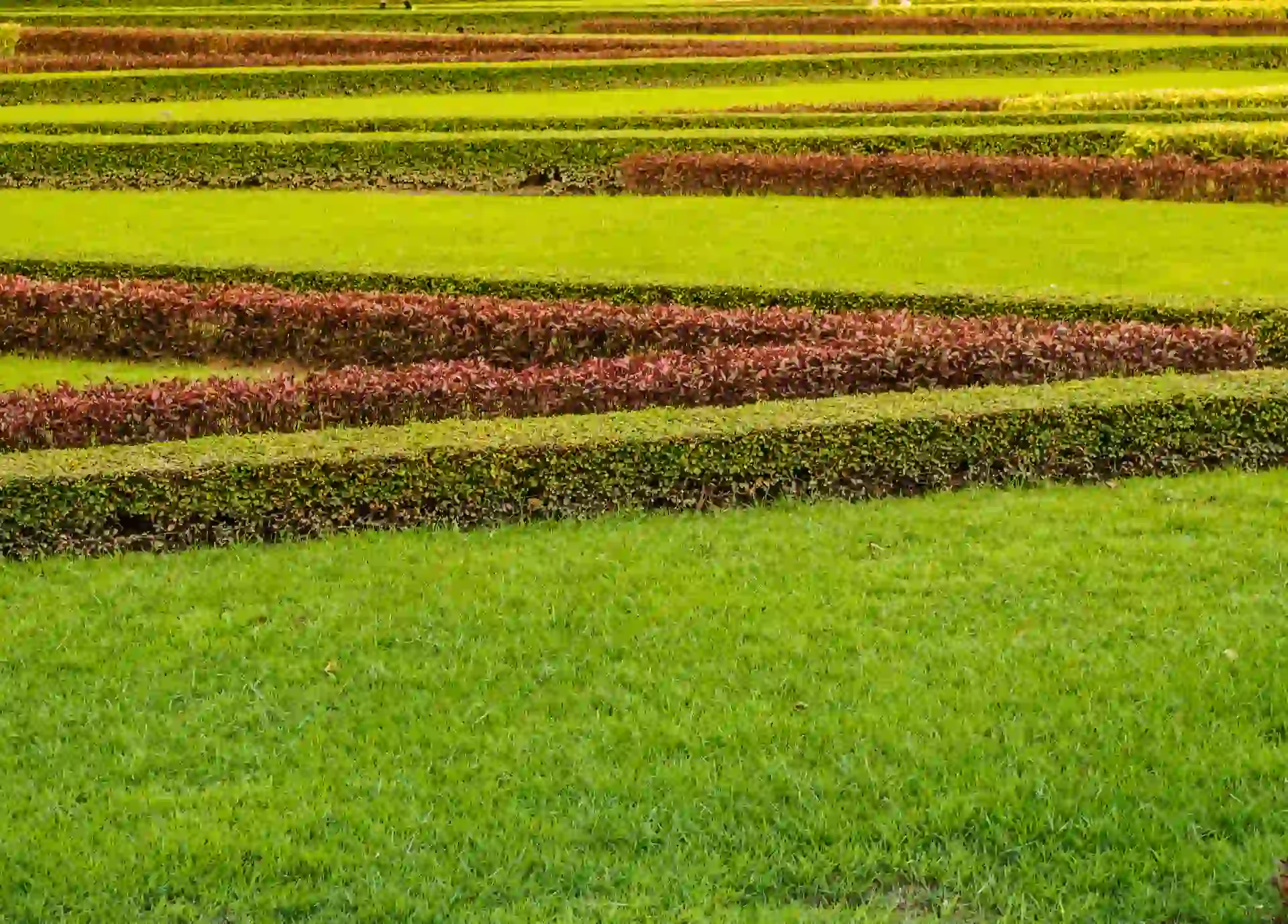 Layered green lawn with trimmed hedges showing healthy turf growth and how to overseed grass lawn