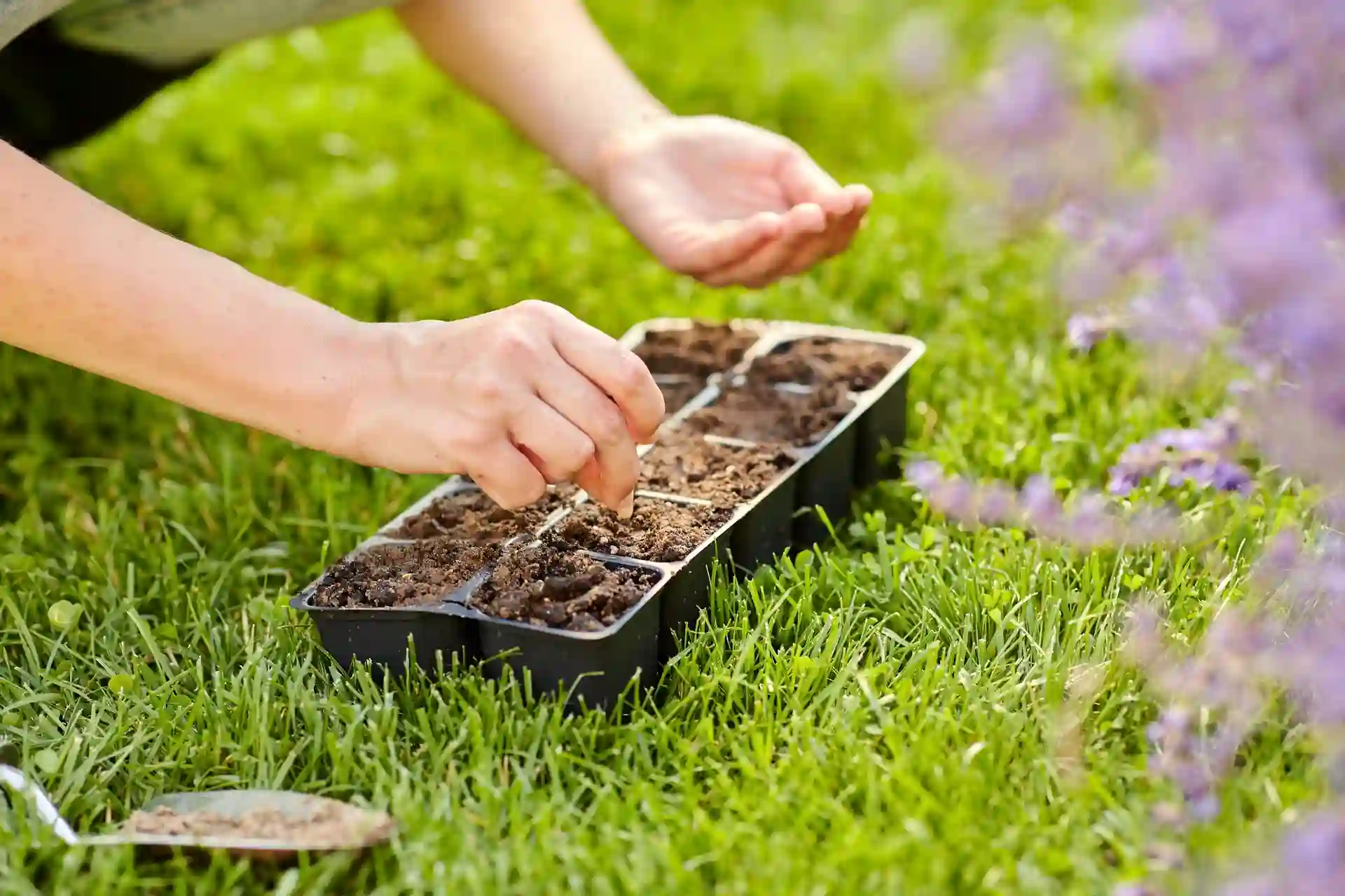 Hands collecting soil samples in a tray during How to Test Your Lawn Soil at home for pH and nutrients