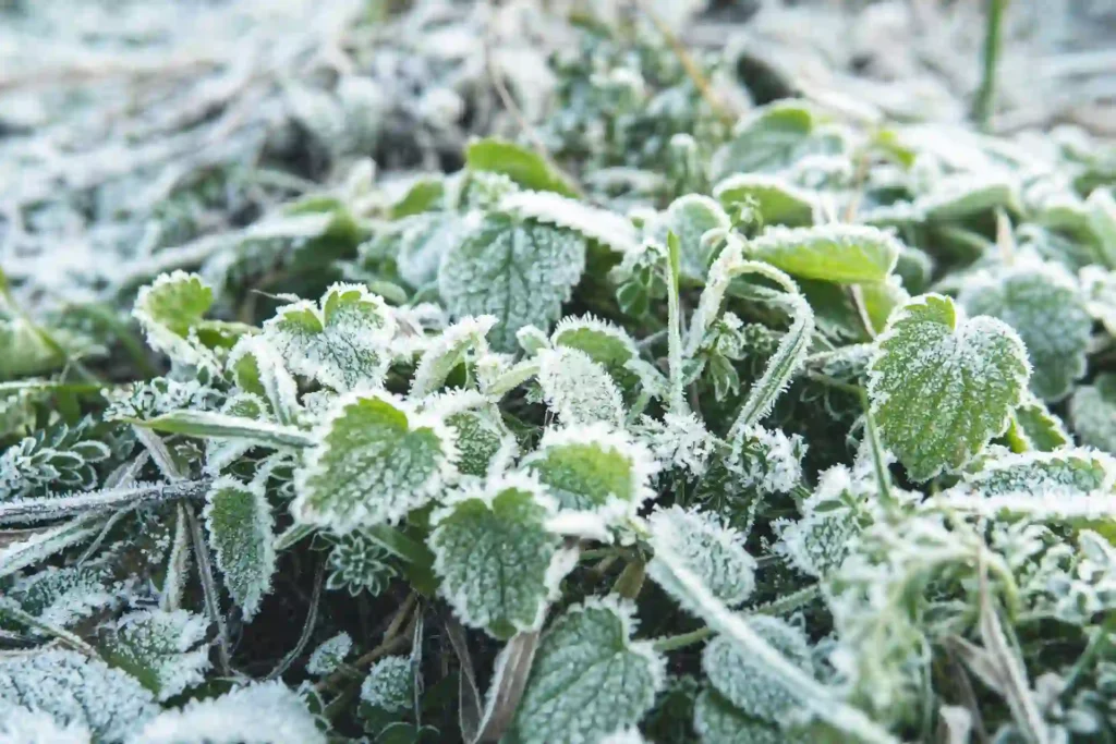 Frost-covered green garden leaves in winter showing damage — How to Protect Your Plants from Frost