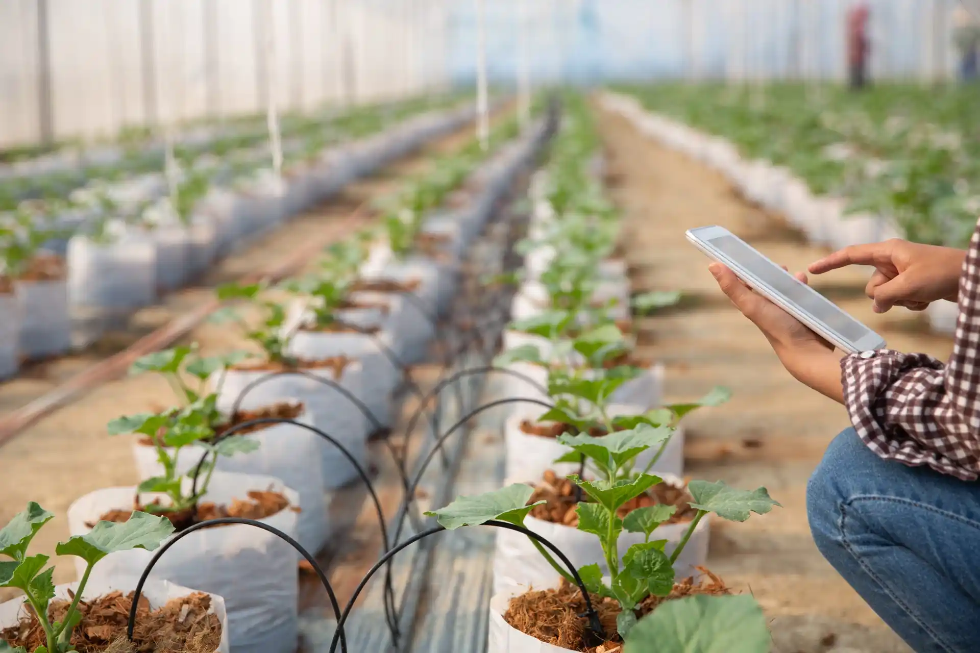 Greenhouse crops with drip lines monitored on a tablet, showing what are drip irrigation systems