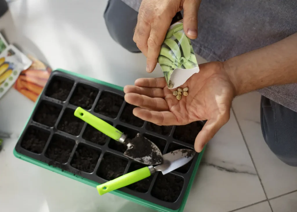 Hand pouring grass seeds into palm near seed trays, showing steps on how to overseed grass lawn