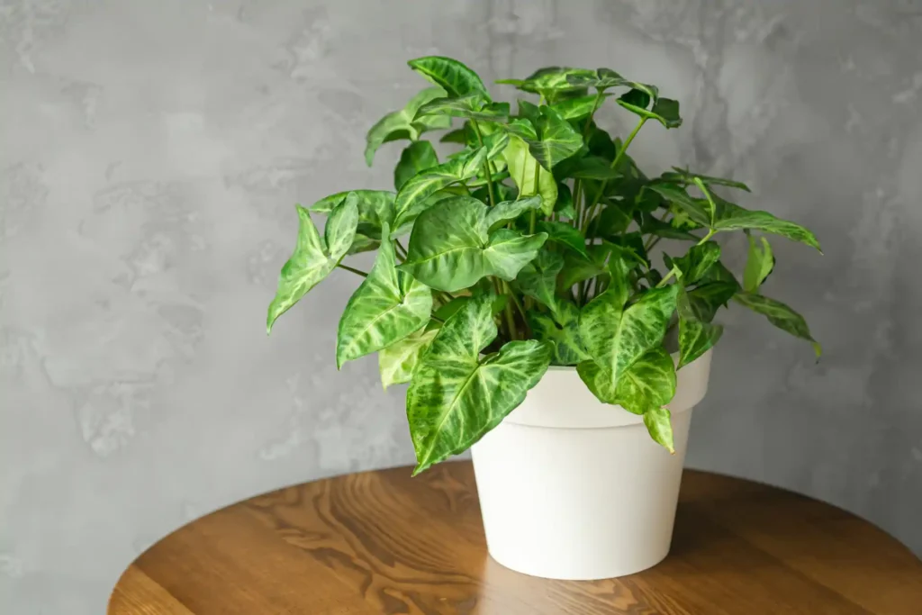 How to care for a pothos plant indoors growing healthy green leaves in a white pot with proper light and soil