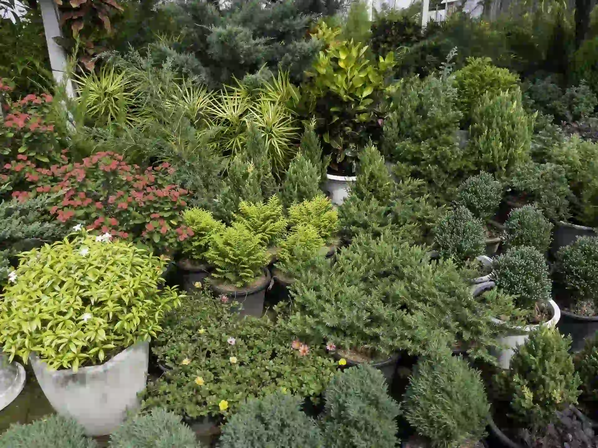 What type of plants are involved landscaping with evergreen shrubs, ornamental grasses, and potted garden plants