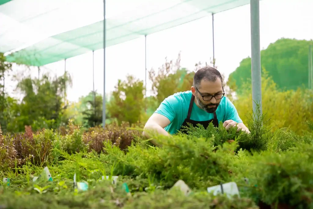 Landscape worker tending shrubs in a greenhouse, carefully inspecting young plants under shade cloth.