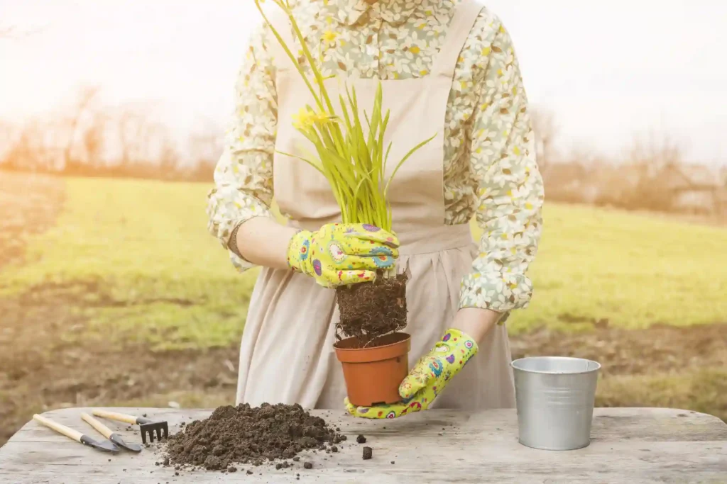 How to Divide Ornamental Grasses