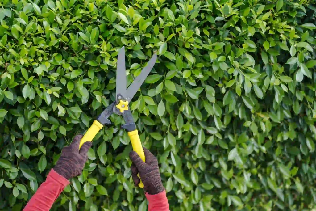 How to trim bushes using hedge shears for clean and healthy shrub shaping